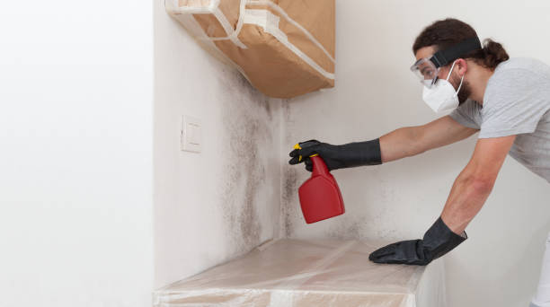 Professional Basement Mold Remediation technician working in Ferndale, WA