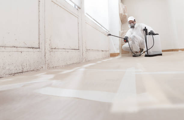 24/7 Emergency Basement Mold Remediation experts in Ferndale, WA