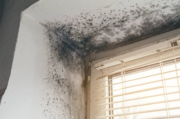Trusted Basement Mold Remediation service in Ferndale, WA - Cheap Mold Removal