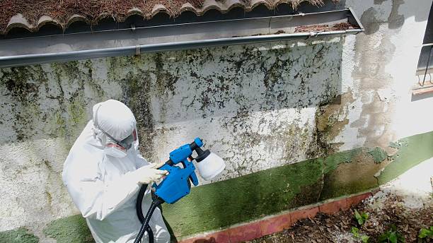 Top rated local Mold Remediation specialists in Ferndale, WA